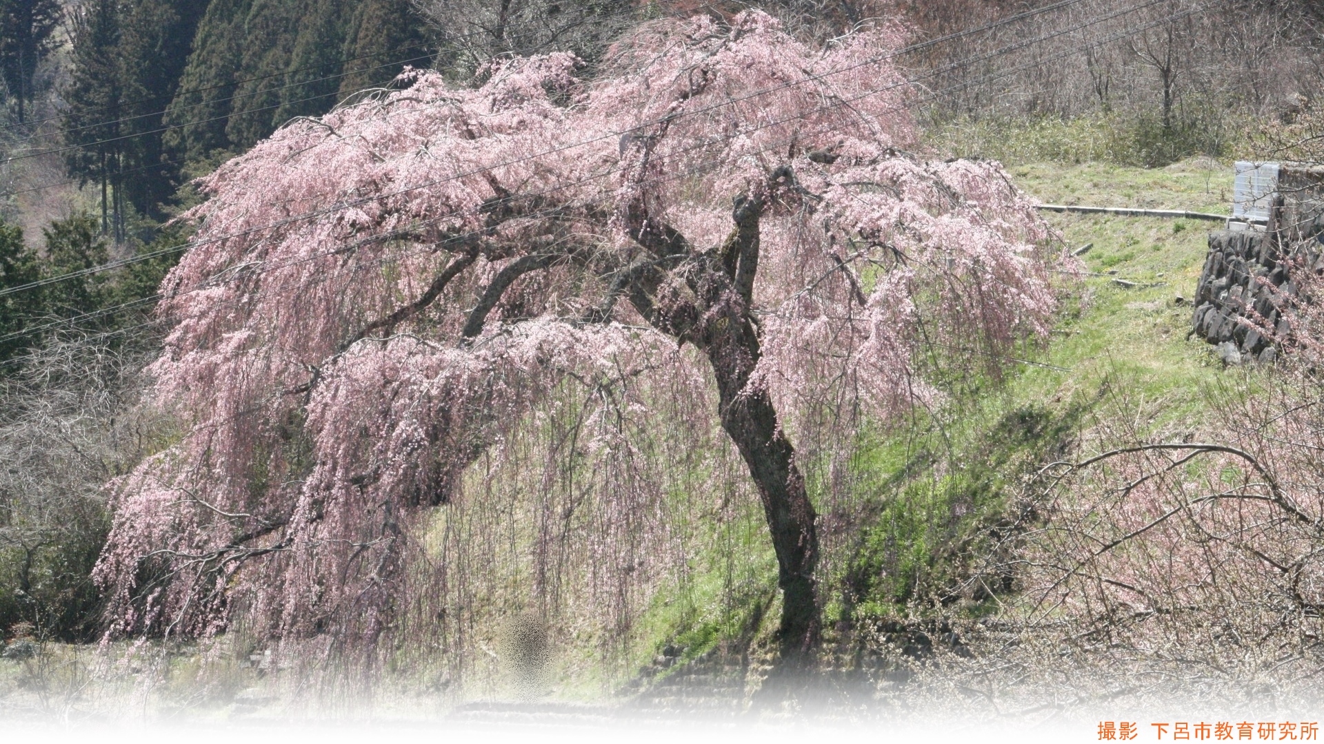 IMG_1270-crop