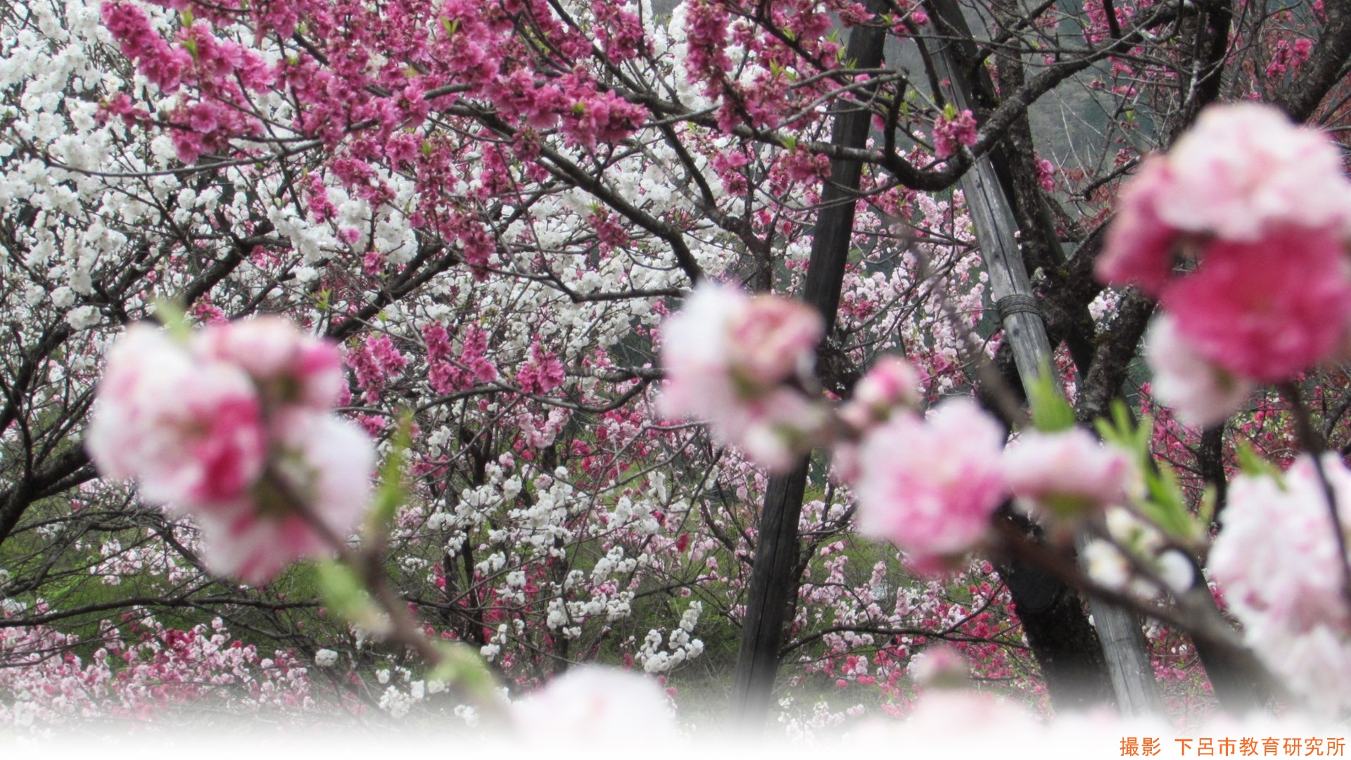 IMG_2586-crop