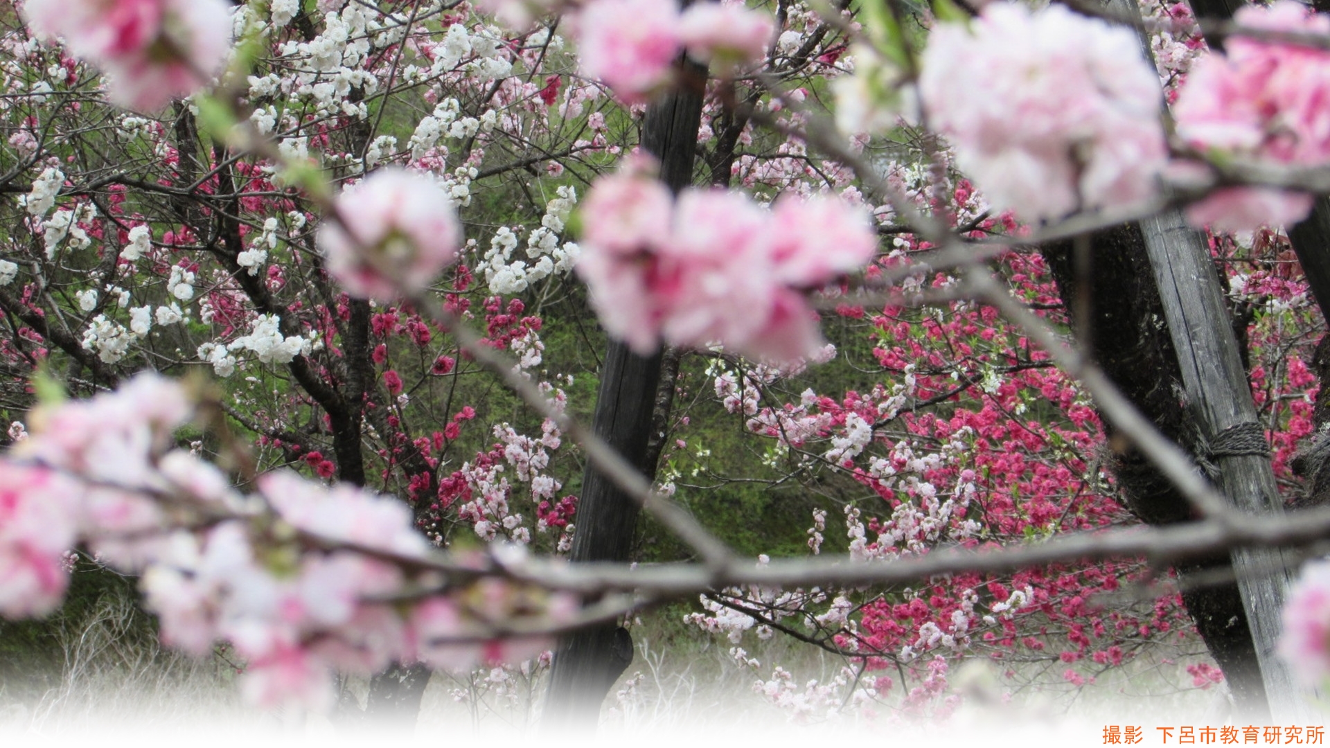 IMG_2587-crop