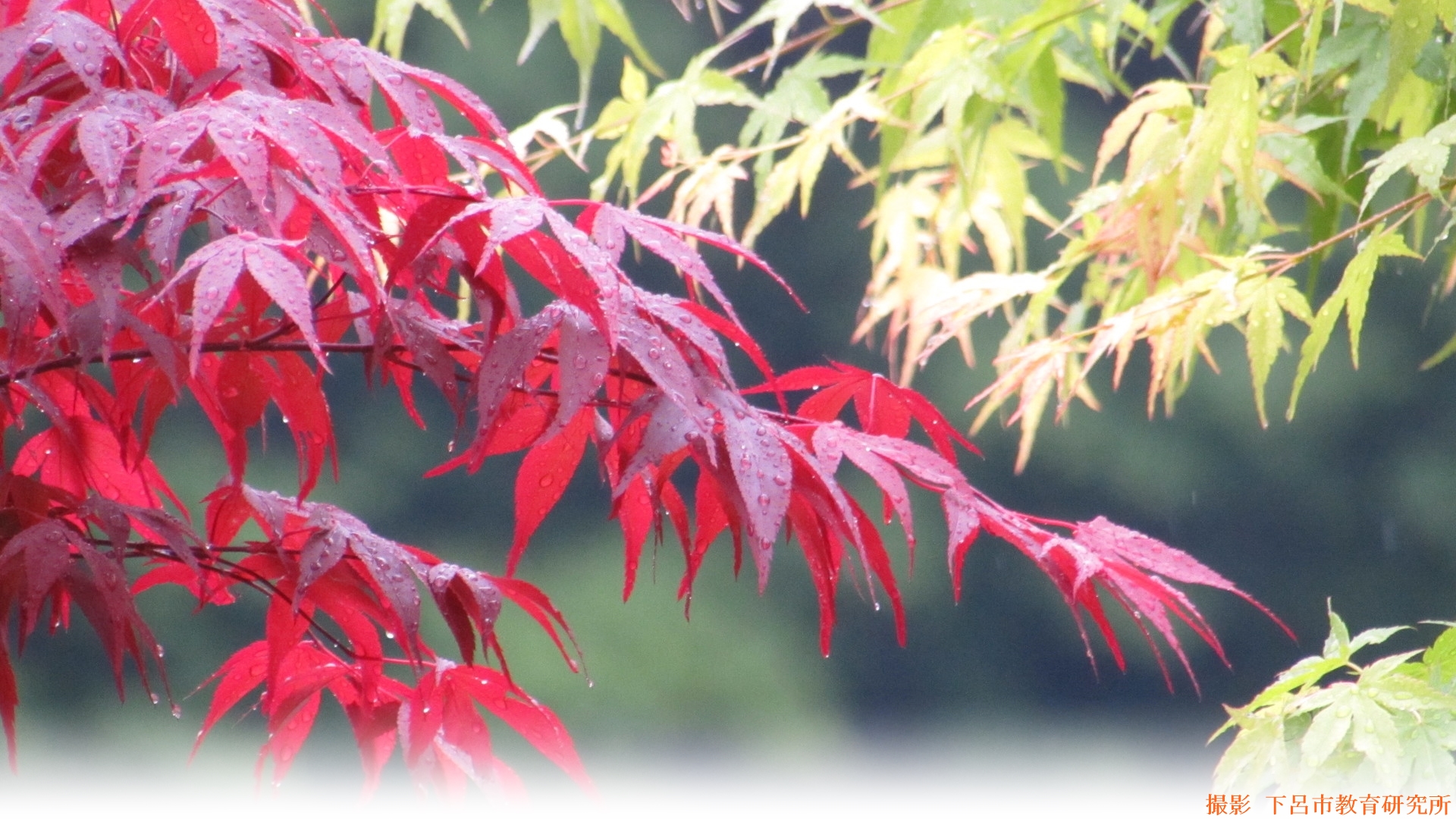 IMG_0206-crop