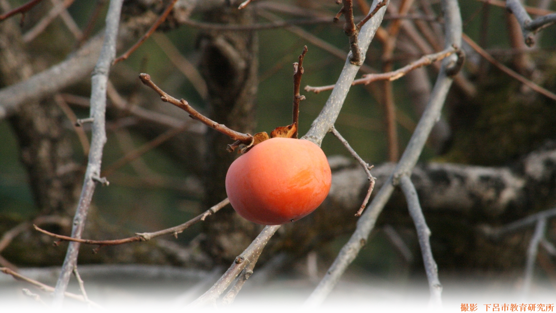 IMG_1235-crop